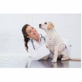 tratamento médico do glaucoma canino agendar Arniqueiras