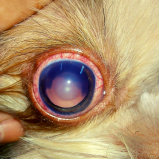 tratamento para glaucoma em cães SETOR MILITAR URBANO