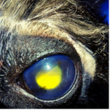 tratamento veterinário do glaucoma canino agendar Eixo Rodoviário Sul