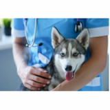 Tratamento de Glaucoma Ocular Canino Mangueiral