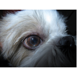 veterinária especialista em olhos de cachorro marcar Águas claras
