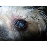 veterinária especializada em olhos de cachorro marcar AVENIDA W3