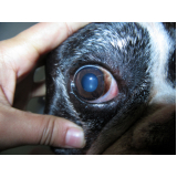 veterinária especializada em olhos de cachorro telefone Eixo Rodoviário Leste