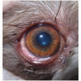 veterinario oftalmo para cachorro marcar Distrito Federal