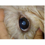veterinário oftalmologista clínica SIG Setor de Indústrias Gráficas