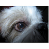 veterinário oftalmologista especializado em cachorros Setor Administrativo