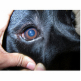 veterinário oftalmologista especializado em gatos clínica SHTN Setor Hoteleiro Norte