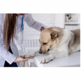 veterinário oftalmologista para animais de estimação Eixo L