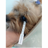 veterinário oftalmologista para cachorros SAAN
