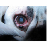veterinário oftalmologista para cães PRAÇA DOS TRIBUNAIS PRAÇA DO BURITI SIG