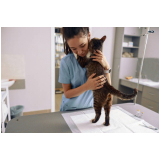 veterinário oftalmologista para gatos clínica ZR Zona Residencial