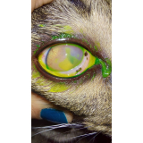 veterinarios-oftalmologistas-consulta-oftalmologista-veterinario-felino-contato-de-oftalmo-veterinario-w3-sul