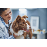 veterinario-oftalmologista-veterinaria-oftalmologista-brasilia-contato-de-oftalmo-veterinario-lago-norte