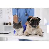 veterinario-oftalmologista-veterinaria-oftalmologista-brasilia-consulta-oftalmologista-veterinario-felino-condominio-chacaras-ana-maria
