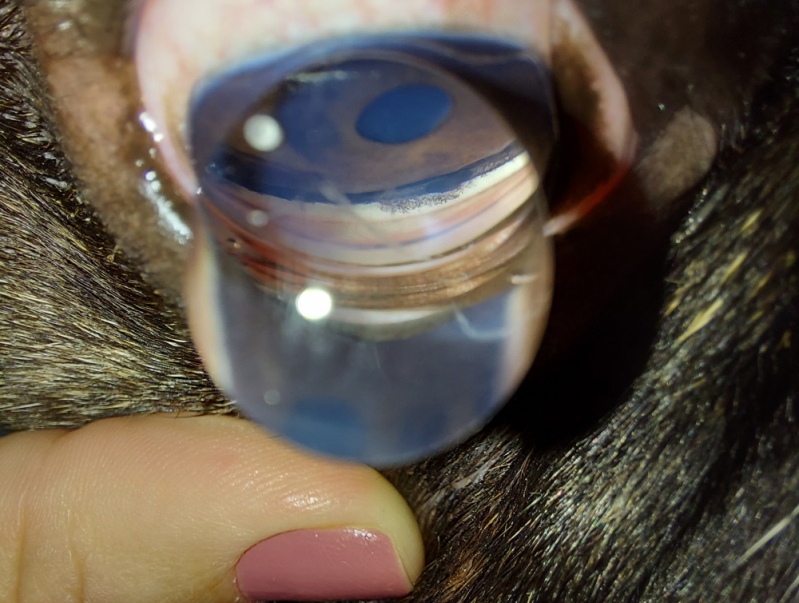 Tratamento de Glaucoma Cães Lago Norte - Glaucoma Canino