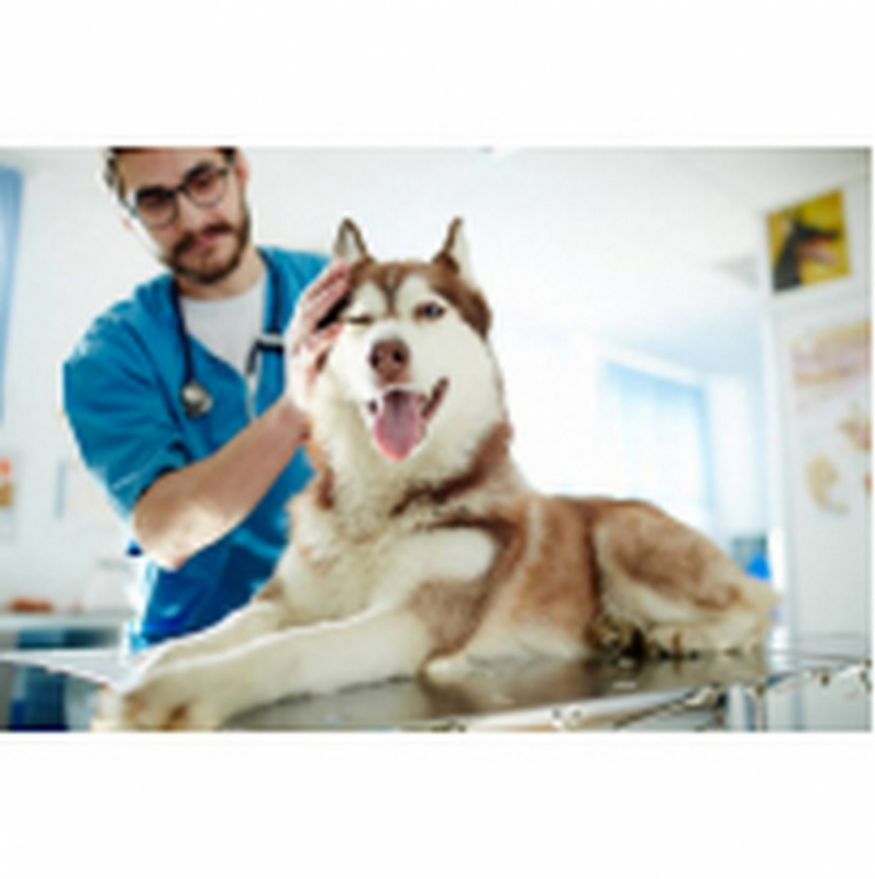 Tratamento de Glaucoma no Olho de Cachorro Eixo Rodoviário Sul - Tratamento de Glaucoma Ocular em Cães São Bartolomeu