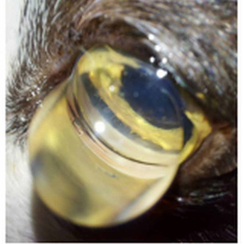Tratamento de Glaucoma Ocular em Cães EPNA Estrada Parque das Nações - Glaucomas Cachorros Altiplano Leste