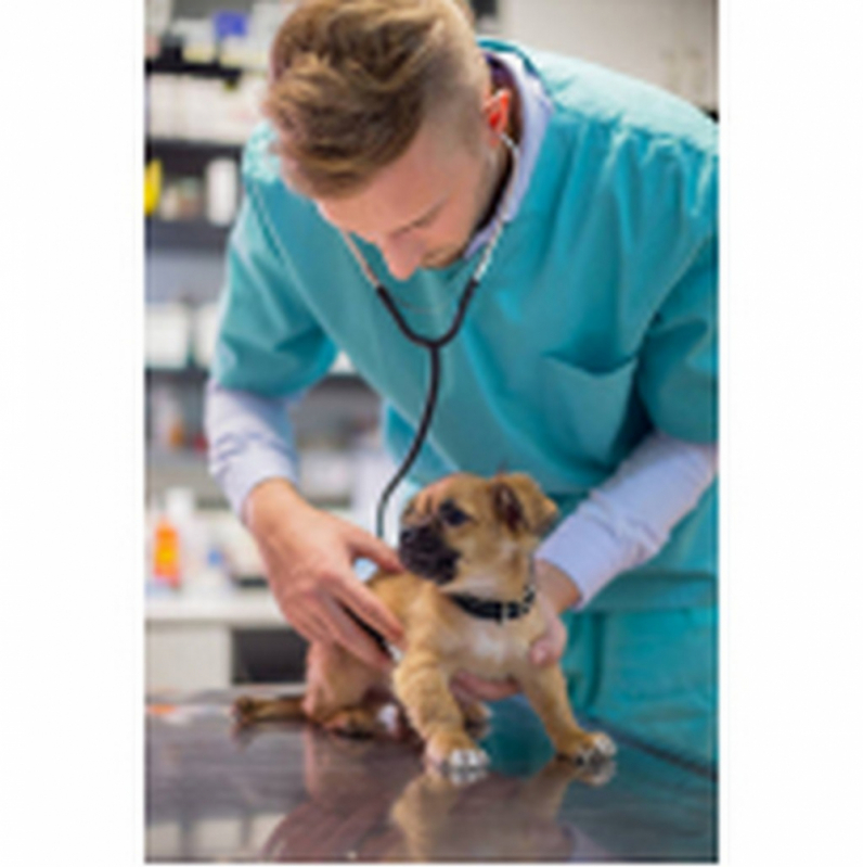 Tratamento Especializado em Glaucoma de Cachorro PARQUE TECNOLOGICO DE BRASILIA GRANJA DO TORT - Glaucoma de Cães São Bartolomeu