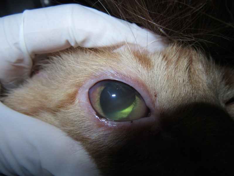 Tratamento Glaucoma em Cães Condomínio Chácaras Ana Maria - Glaucoma Canino