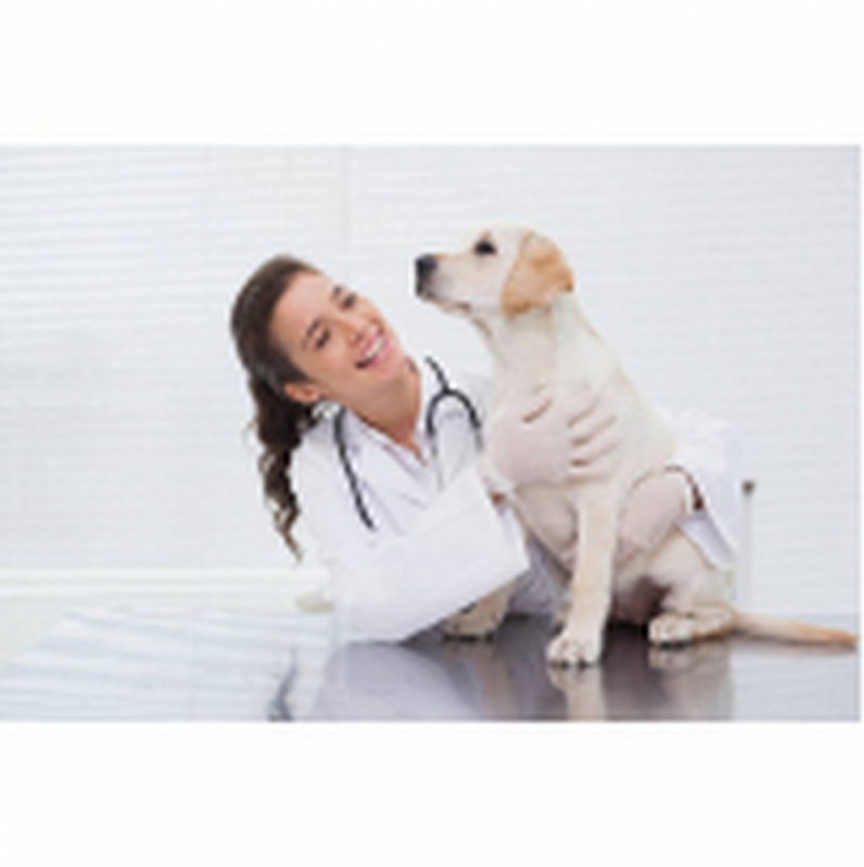 Tratamento Médico do Glaucoma Canino Agendar Setor Noroeste - Tratamento de Glaucoma em Cães Tororó