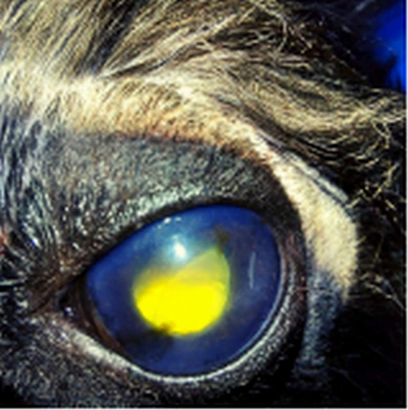 Tratamento Veterinário do Glaucoma Canino Agendar Condomínio Chácaras Ana Maria - Tratamento de Glaucoma em Cães Tororó