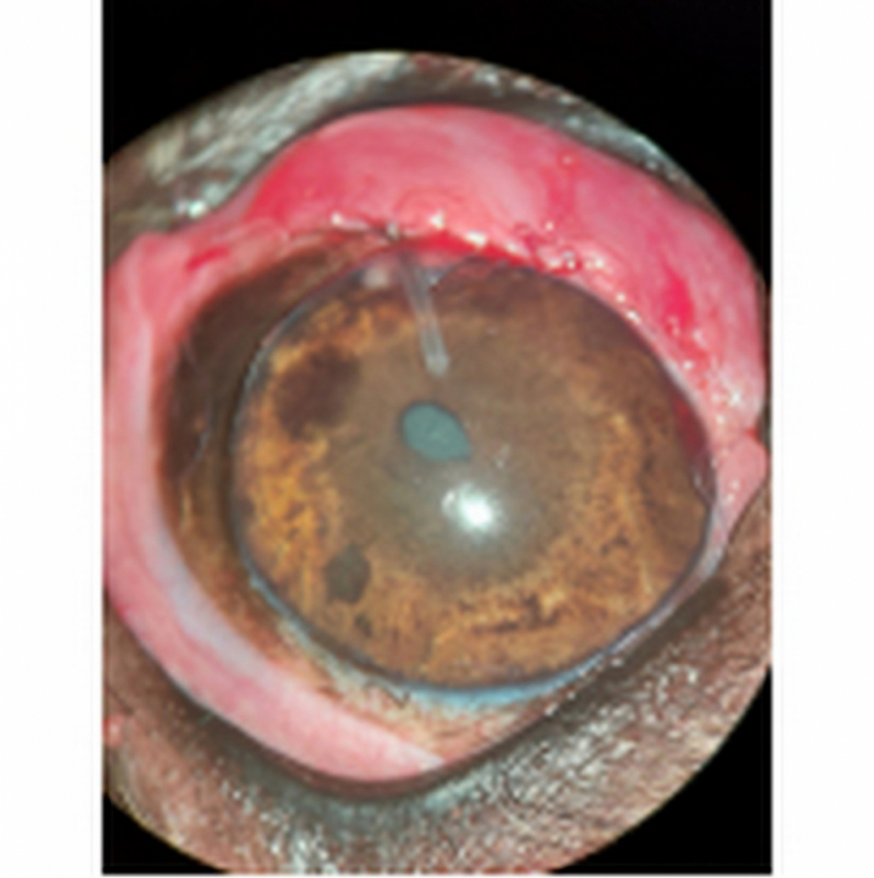 Tratamento Veterinário do Glaucoma Canino Clínica Eixo Rodoviário Norte - Tratamento de Glaucoma Ocular Canino Mangueiral