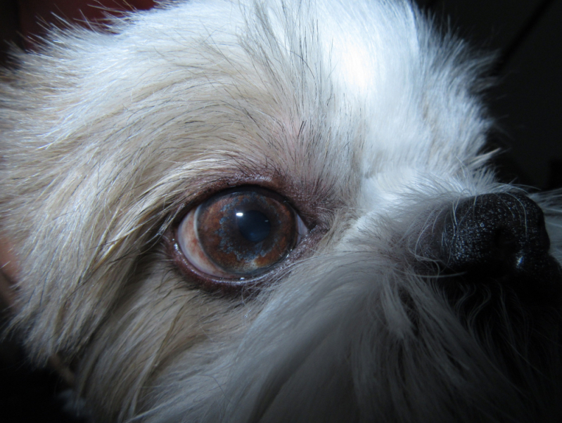 Veterinária Especialista em Olhos de Cachorro Marcar Smpw - Veterinario Oftalmologista de Cachorro