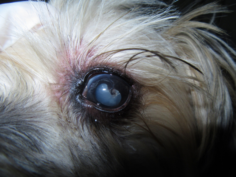 Veterinária Especializada em Olhos de Cachorro Marcar Aeroporto de Brasilia - Veterinária Especialista em Olhos de Cachorro