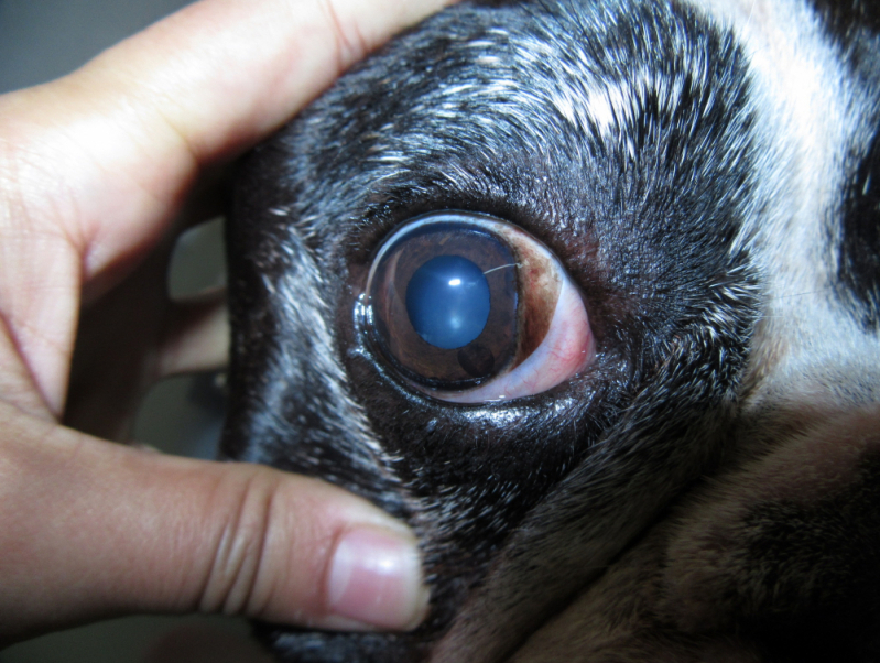 Veterinária Especializada em Olhos de Cachorro Telefone ZfN Zona Industrial - Oculista para Cachorro