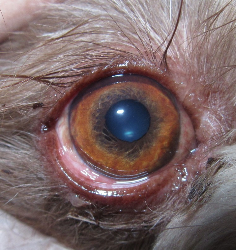Veterinario Oftalmo para Cachorro Marcar SHTN Setor Hoteleiro Norte - Veterinária Especializada em Olhos de Cachorro