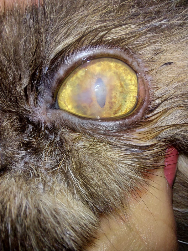 Veterinario Oftalmologista de Cachorro Marcar Octogonal - Veterinária Especialista em Olhos de Cachorro
