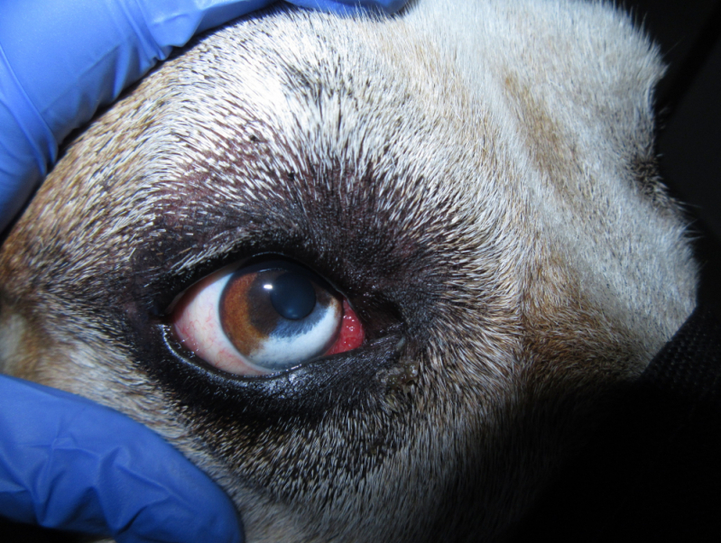 Veterinario Oftalmologista de Cachorro SAAN - Veterinária Especialista em Olhos de Cachorro