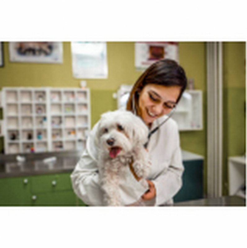 Veterinário Oftalmologista Especializado em Cães Grande Colorado - Veterinário Oftalmologista Especializado em Gatos Mangueiral