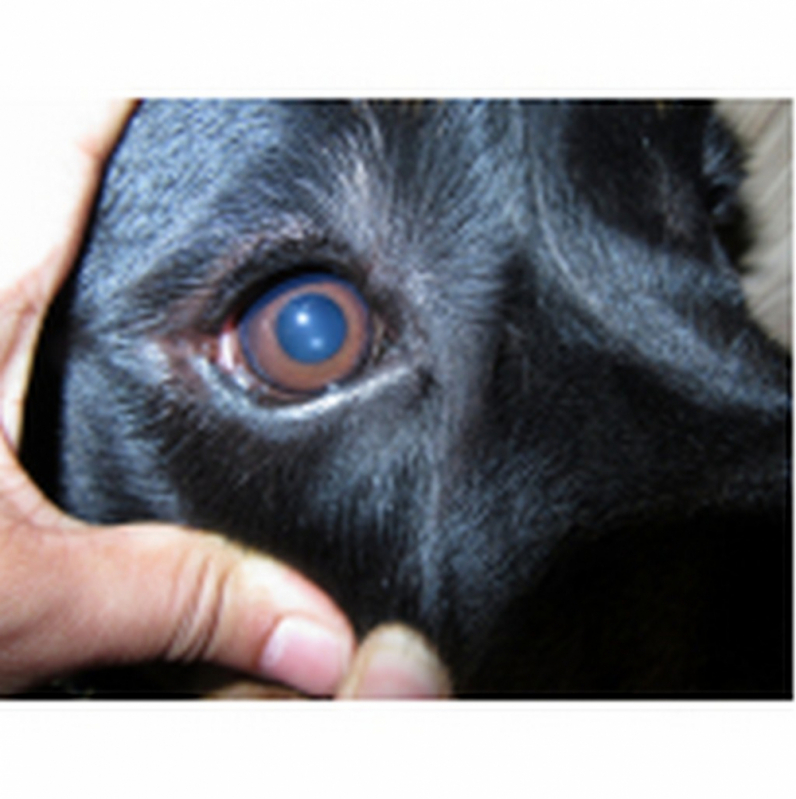 Veterinário Oftalmologista para Cachorros Clínica Águas Claras - Veterinário Oftalmologista para Animais de Estimação Barreiros