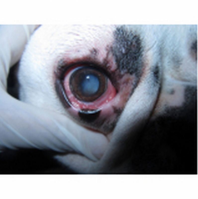 Veterinário Oftalmologista para Cães Guará - Veterinário Oftalmologista para Animais de Estimação Barreiros