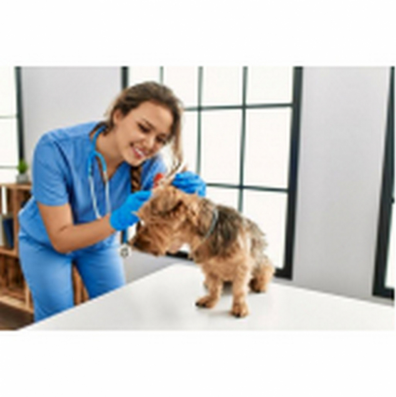 Veterinário Perto Telefone Águas Claras - Veterinário Especializado em Cães Mais Próximo São Bartolomeu